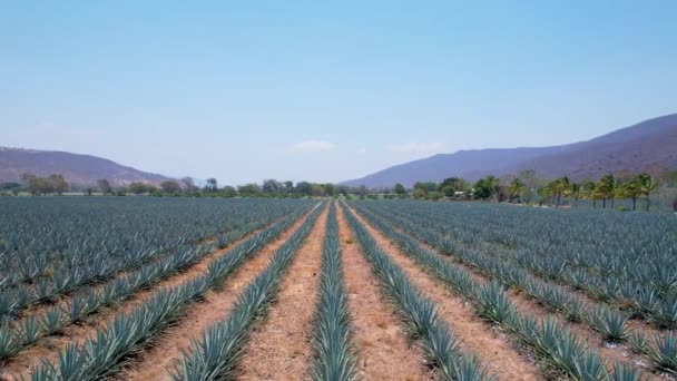Plantation Agave Bleue Dans Champ Pour Faire Tequila Vue Aérienne — Video