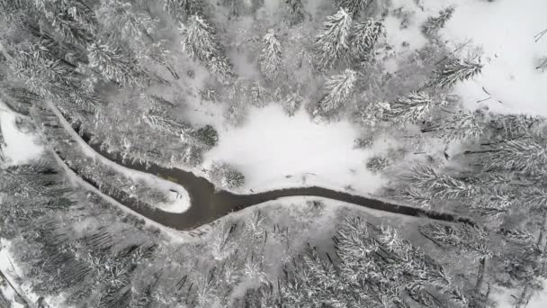 雪地上森林里的高树植物的空中灰度拍摄 — 图库视频影像