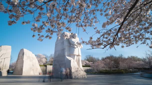 ワシントンDcのMlk記念碑の4K時間経過と満開の桜の前景 — ストック動画