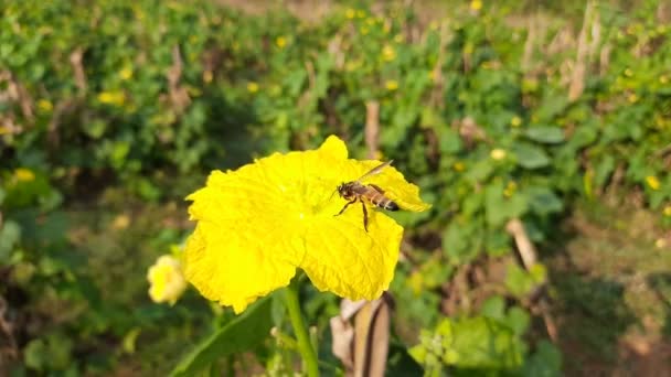 Ένα Κίτρινο Λουλούδι Κολοκύθας Ένα Ηλιόλουστο Πεδίο Μια Μέλισσα Που — Αρχείο Βίντεο