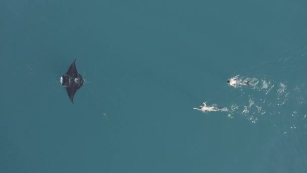 Вид Воздуха Манта Луч Плавающий Чистом Океане Людей Следующих Ним — стоковое видео