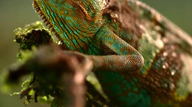 Chameleon in the rain shot at 1000fps