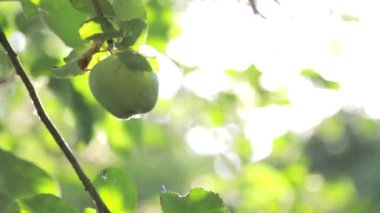 A closeup shot of a hanging green apple on a tree on a sunny day