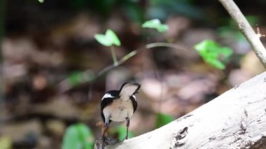 Oriental magpie robin bird feeding chicks