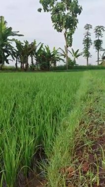 A vertical shot of a natural beautiful Rice field and trees under cloudy sky