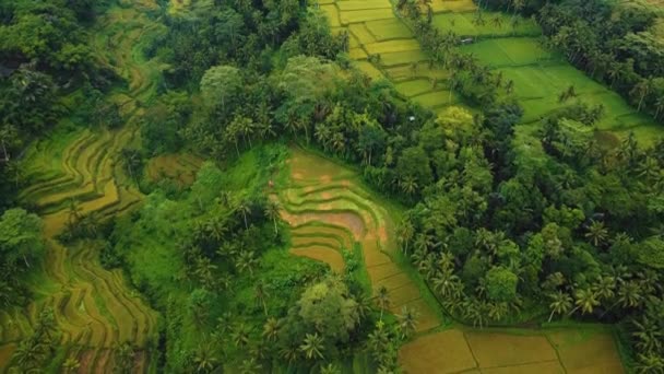 Beautiful Bird Eye View Tranquil Fields Surrounded Palm Trees Ubud — Stockvideo