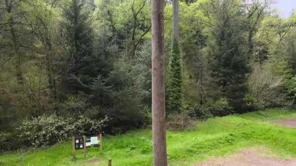 Beautiful Tall Sitka Spruce Tree Forest England Somerset — Stockvideo