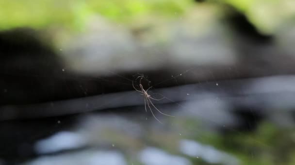 Ένα Κοντινό Πλάνο Μιας Αράχνης Στο Διαδίκτυο Ένα Ποτάμι Στο — Αρχείο Βίντεο