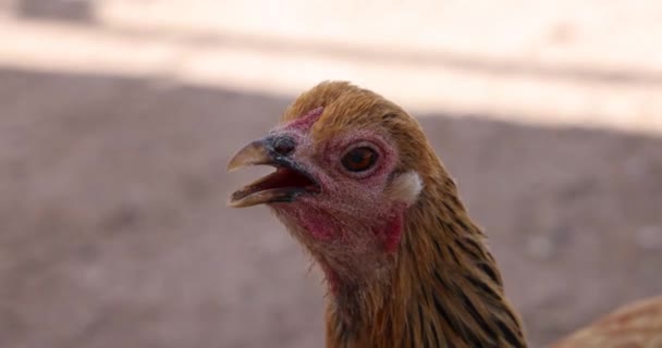 Курицы Gallus Domesticus — стоковое видео