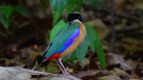 Multi Coloured Blue Winged Pitta Bird Feeding — Vídeo de stock