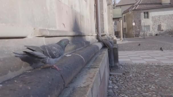 Pov Dove Concrete Surface Old House — Video