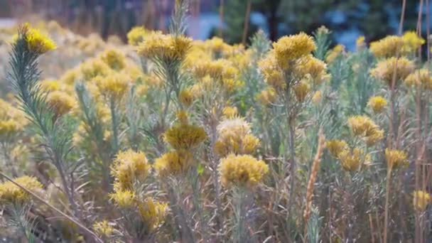 Ericameria Laricifolia Flowers Known Turpentine Bush June Lake Loop California — Stock video