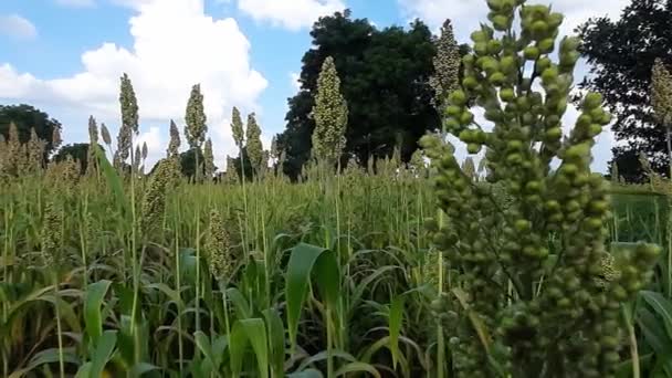 Sabahları Rüzgarda Sallanan Buğday Kulakları Güzel Bulutlu Gökyüzü — Stok video
