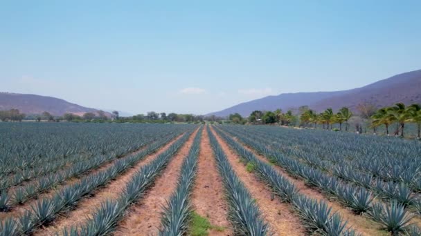 Blauwe Agave Plantage Het Veld Tequila Luchtfoto Maken — Stockvideo