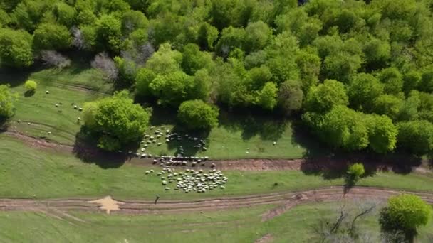 Aerial View Green Landscape Dense Trees Herd Sheep Lori Armenia — 비디오