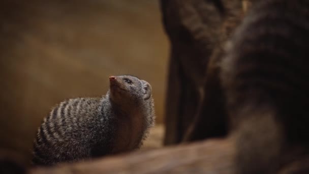 Closeup Adorable Mongoose Looking Central Park Zoo New York City — Vídeos de Stock