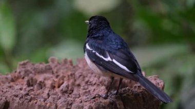 Seen from its back as the camera zooms out, Oriental magpie-robin Copsychus saularis