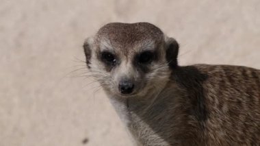 A closeup footage of a cute Meerkat looking around on a brown background