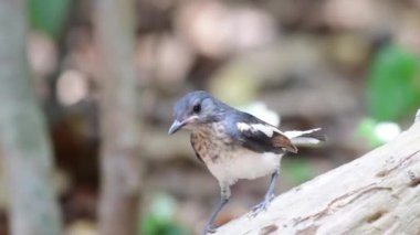 Oriental magpie robin bird feeding chicks