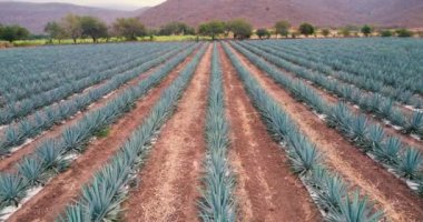 Tekila hava manzarası yapmak için tarlada mavi agave tarlası
