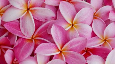 A closeup footage of spinning red frangipani flowers background