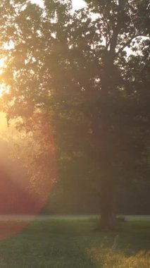 A vertical shot of sunrise in the countryside with tree lens flare