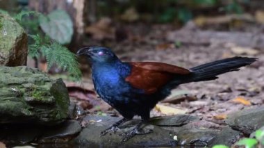 Ormandaki bir su birikintisinde su içen daha büyük bir kuş.