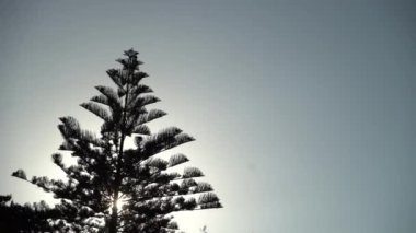 A silhouette of a tree against the sky with the sunlight coming through the leaves