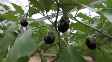 A closeup shot of eggplant fruits on branches in a vegetable garden