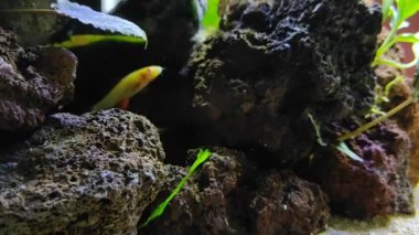 A beautiful shot of several fish in an aquarium