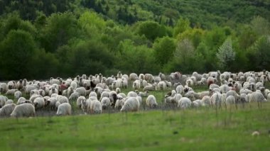 A scenic view of a herd of sheep grazing on a green hill against trees