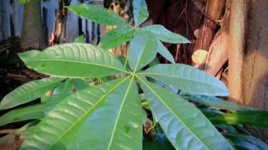 A closeup of leaves of a plant in a park