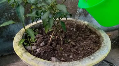 A closeup footage of the process of watering the chili green plant in the pot