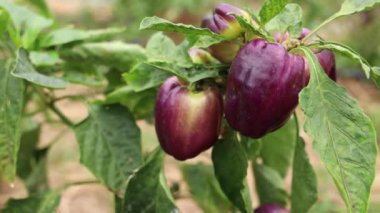 A closeup shot of purple capsicum in a garden against a blurred background
