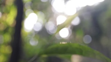 A closeup of green leaves in a garden on a blurred background