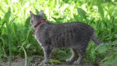 A cute cat with red necklace walking in a meadow