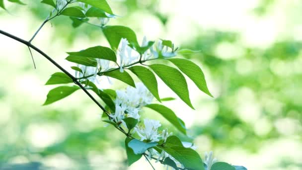 Closeup Footage Blossomed Tree Flowers Waving Wind — Video Stock