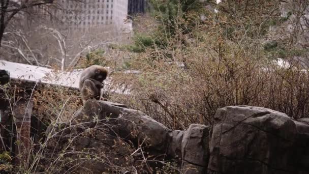 Monkey Cleaning Its Own Feet Central Park Zoo New York — Vídeo de Stock