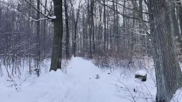 冬天走在白雪覆盖的落叶森林里 没有人 没有和平 — 图库视频影像