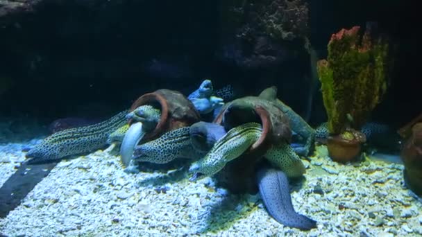 水族館の水槽の中で蛇の頭の魚 — ストック動画