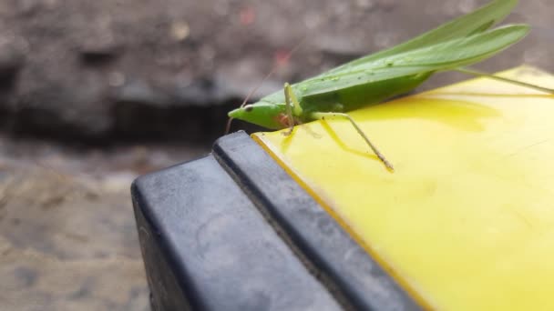 Длинноголовый Кузнечик Зубочистки Cattail Toothpick Grasshopper Leptysma Marginicollis Большой Зелёный — стоковое видео