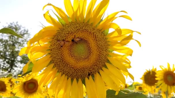 Bees Collecting Pollen Sunflower — Stockvideo