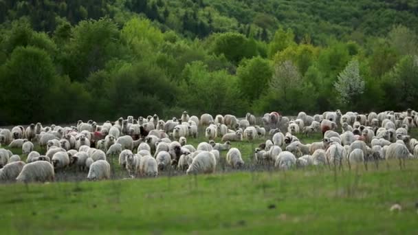 Scenic View Herd Sheep Grazing Green Hill Trees — Videoclip de stoc
