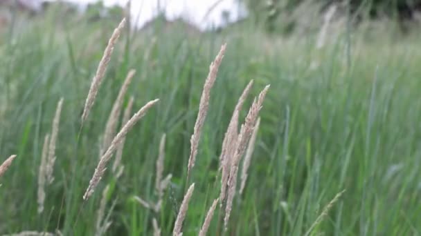 Closeup Phragmites Grass Moving Being Blown Wind — Vídeo de stock