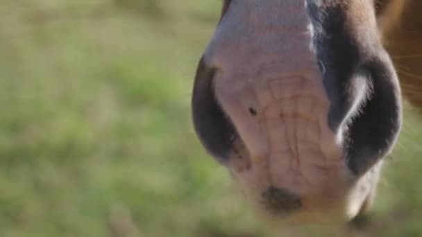 Closeup Shot Snout Horse Snacking Grass — Wideo stockowe