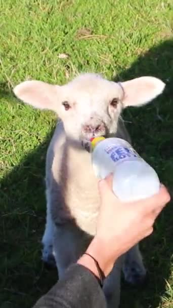 Top View Woman Feeding Lamb Milk — Stock videók