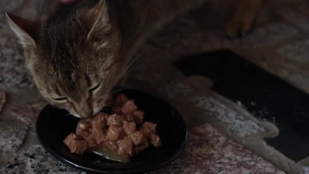 Closeup Tabby Cat Eating Cat Food Plate Being Petted Its — Stock Video