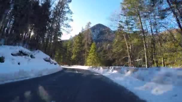 Drive Motion Empty Road Surrounded Trees Wintertime — Video Stock