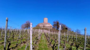 A vineyard near Steinberg Castle in Sinsheim