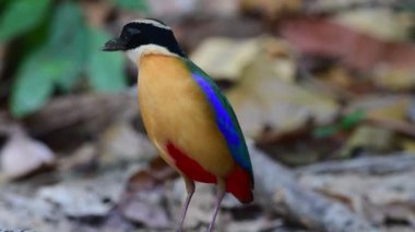 çok renkli mavi kanatlı pitta kuş yemi